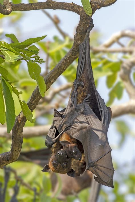 All You Need To Know About Bats | Nature inFocus