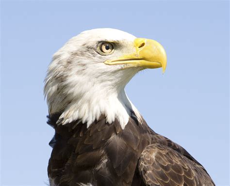 Bald Eagle Facts: Animals of North America - WorldAtlas
