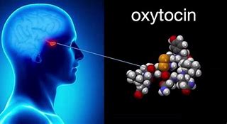 Image result for Oxytocin