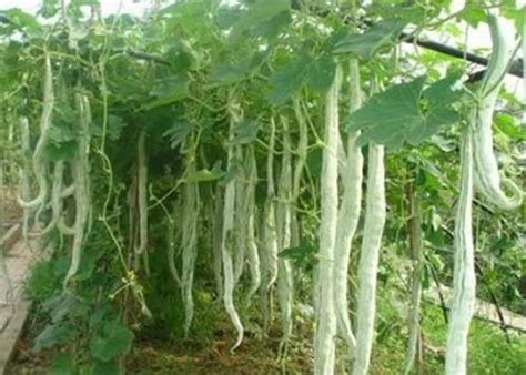 TRICONE High Yield Hybrid Rare Long chichinda Snake Gourd Vegetable 170 ...