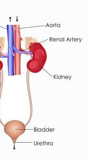 draw a well labelled diagram of human excretory system