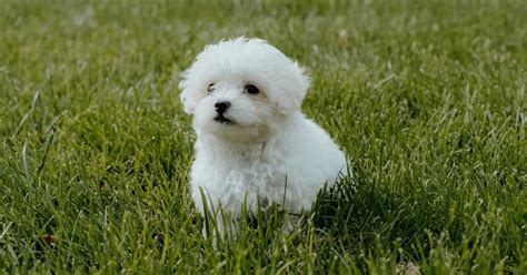 Image result for Grumpy Cat Origin