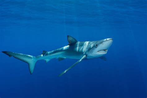 Image result for Sharks Reproduction