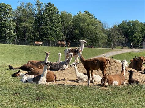 Llama - Varysburg, NY - Hidden Valley Animal Adventure