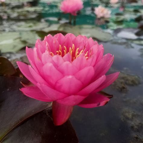 Siam Nymph | Buy water lily in India | Lilypond Store