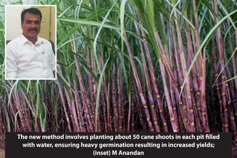 Cane yield likely to double with new cultivation method