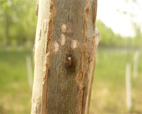 杨尺蠖 - 植保 - 园林网