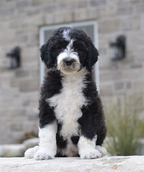 Black And White Goldendoodle Are Black Labradoodles & Black