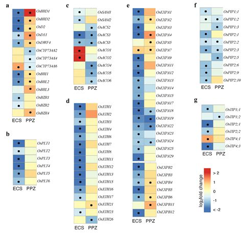 Supraoptimal Brassinosteroid Levels Inhibit Root Growth by Reducing ...