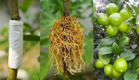 Nursery Business: किसानों के लिए ATM साबित होगा खेती का ये खास तरीका ...