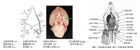 Image result for Alien Science Diagram