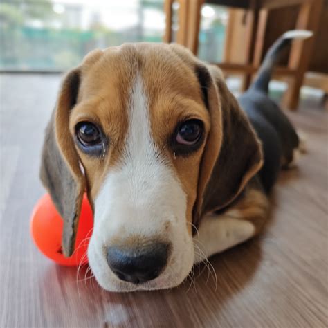 Gallery | Tails of the City