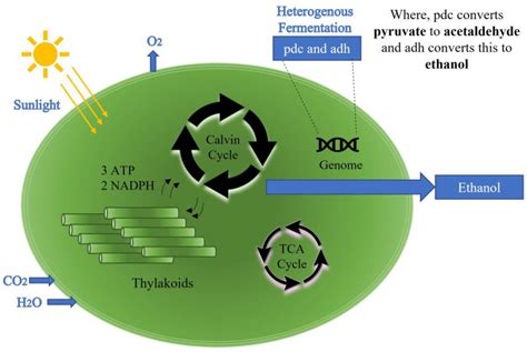 Novel Corrugated Long Period Grating Surface Balloon-Shaped Heterocore ...