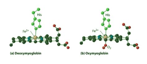 Oxygen Transport by the Proteins Myoglobin and Hemoglobin - Chemistry ...