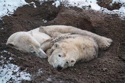 Species 的图像结果