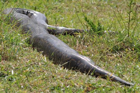 Largest Rock Python 的图像结果
