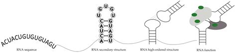 Image result for RNA Structure and Function