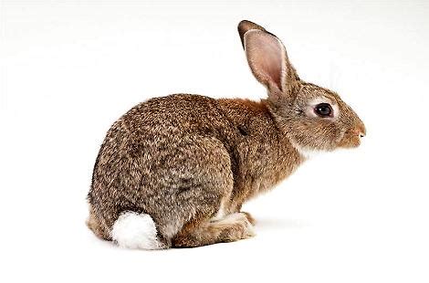 兔子的尾巴有多长，你知道吗？|小宠品种-波奇网百科大全
