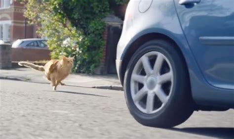 Image result for O2 Advert Dog