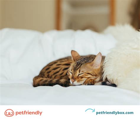 Tapeworm in Cats: What They Are and How to Prevent Them - PetFriendly Box