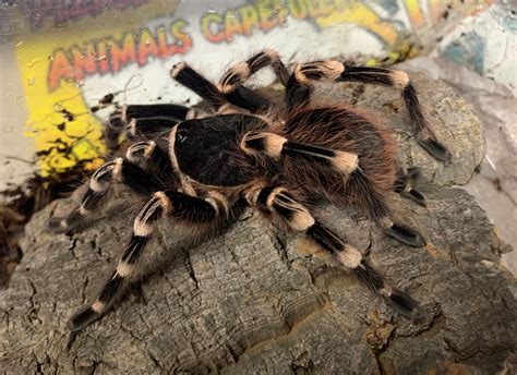 TARANTULA ADULT “BRAZILIAN WHITE KNEE” (Acanthoscurria geniculata) Fem