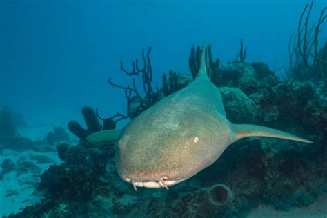 Do Sharks Lay Eggs?