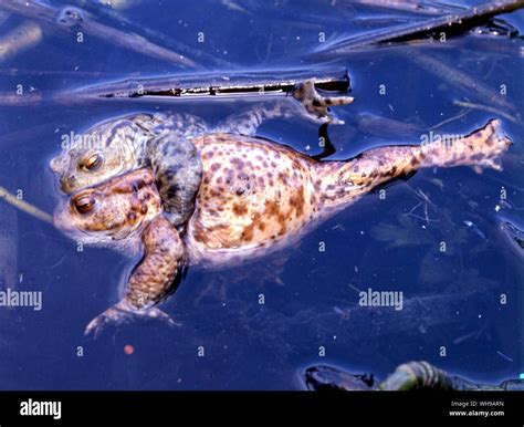 Image toad hi-res stock photography and images - Alamy