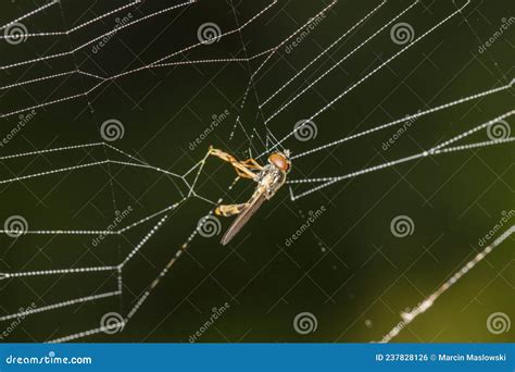 Image result for Spider Web Fly