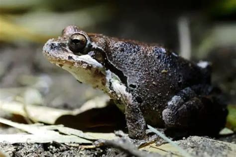 Image result for Types of Tree Frogs