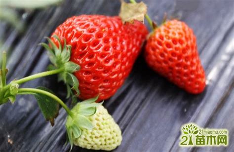 草莓结果期怎么养护 草莓结果期的养殖方法和注意事项_爱花网