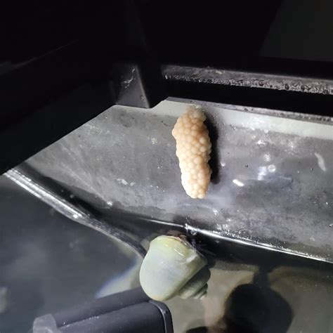 mystery snail eggs : r/aquarium