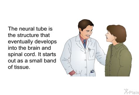 Image result for Neural Tube Defects Causes