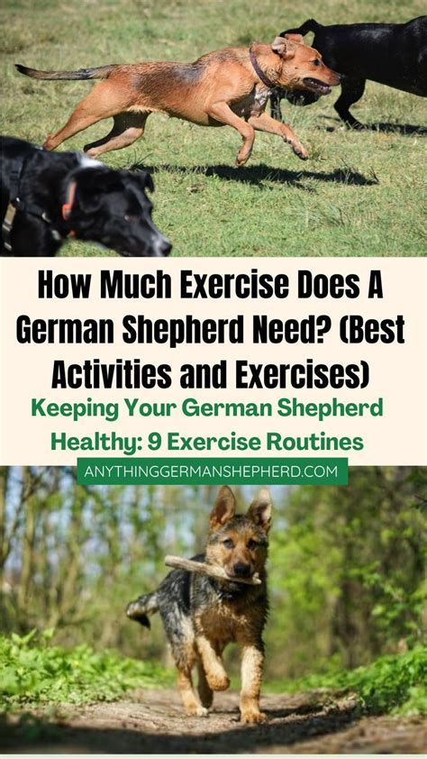 Image result for German Shepherd Exercise Chart