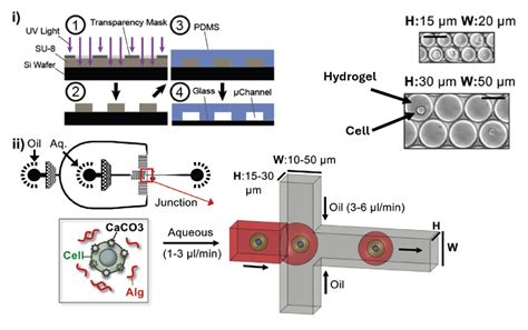 Biomedical Engineering Research 的图像结果