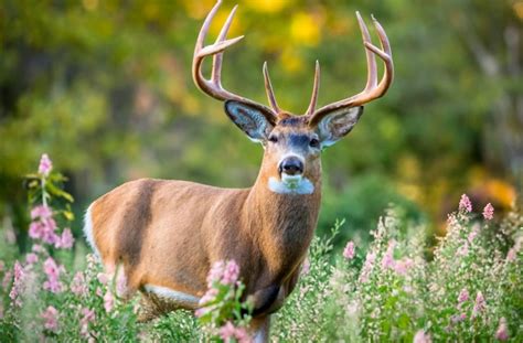 Tennessee's 2025-2026 Deer Seasons: Zones, Tags, and Essential Dates ...