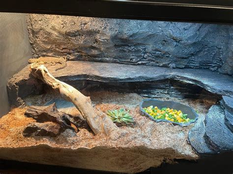 Bearded Dragon Habitat with Rocks and Plants