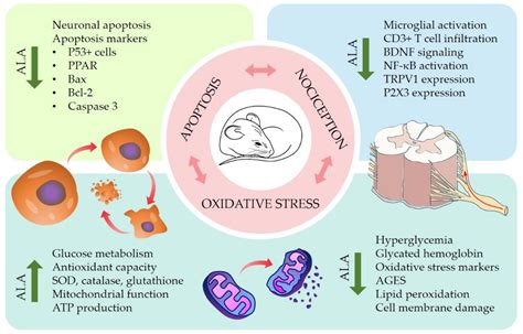 Alpha-Lipoic Acid as an Antioxidant Strategy for Managing Neuropathic Pain
