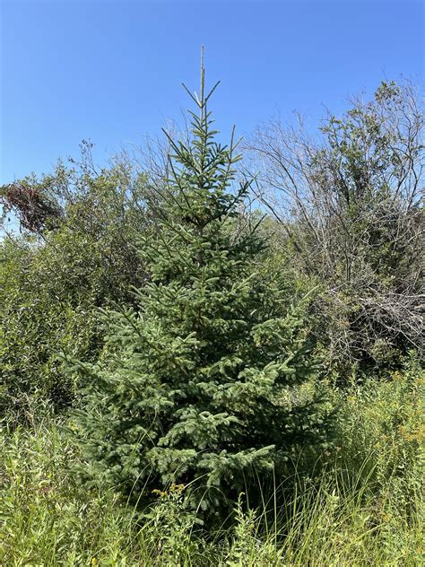 Black Hills Spruce (Picea glauca var. densata) – Prairie Woods Arboretum
