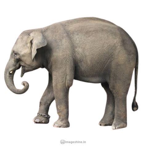 Animal PNG Images With Transparent Background HD free Download