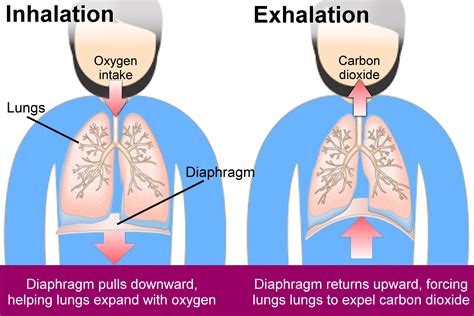 Deep breathing exercise - Torbay and South Devon NHS Foundation Trust