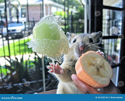 Cute Fluffy Hamster Eating Banana Stock Image - Image of adorable ...