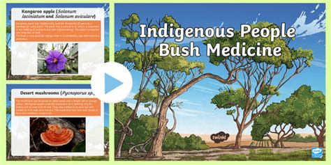 Aboriginal Australian Medicine PowerPoint | Twinkl - Twinkl