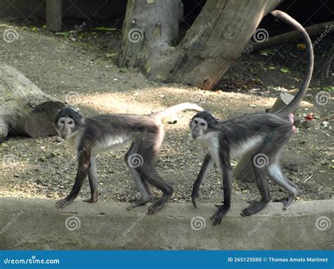 Why Does A Monkey Have A Long Tail at Theodore Folsom blog