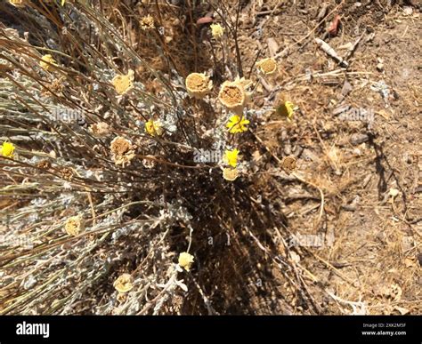 Desert Marigold (Baileya multiradiata) Plantae Stock Photo - Alamy