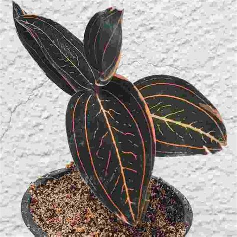 Ludisia discolor 'Variegated' sp. – EXOTICA ORCHIDS