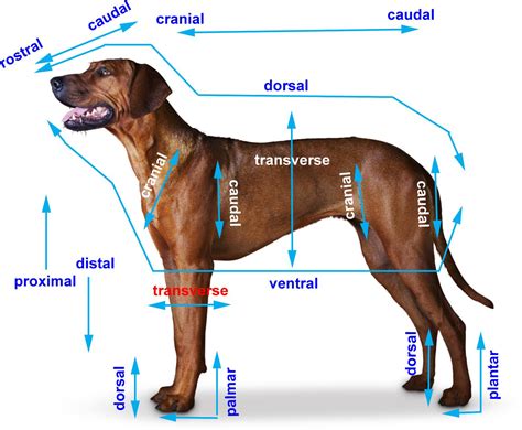 Dorsal Ventral Anterior Posterior Canine