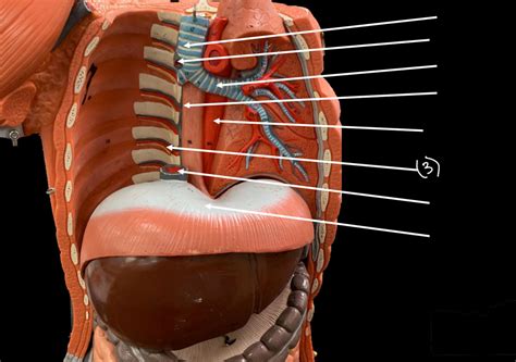 Thorax Function 的图像结果