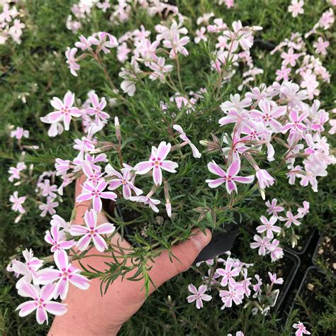 Phlox subulata 'Candy Stripe' - Creeping Phlox (4" Pot) | Little Prince ...