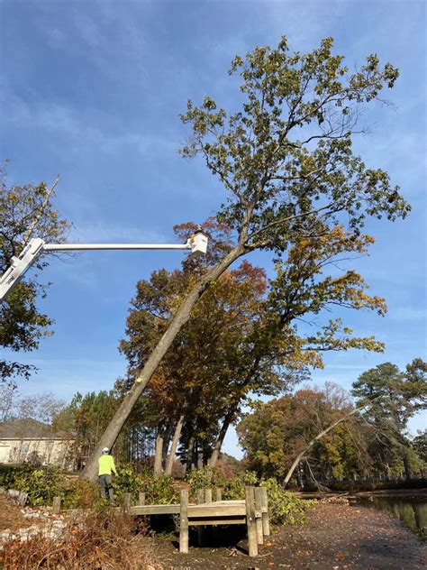 Image result for Tree Trimming Delaware