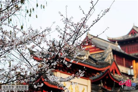 赏樱2019（5）~鸡鸣寺（2）_风景_颇可,赏樱,樱花,樱,鸡鸣寺,樱花大道,解放门,药师塔,踏青忙